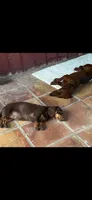Mickey check him out , a male Dachshund for sale in Baytown, TX – 7 of 7