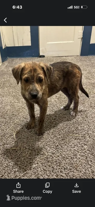 Sonny , a male Rottweiler and Cane Corso for sale in Beaumont, TX – 1 of 1