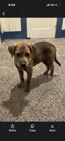 Sonny , a male Rottweiler and Cane Corso for sale in Beaumont, TX – 1 of 1