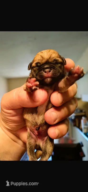Snoopy akc  – Pug puppy for sale in Baytown, TX