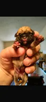 Snoopy akc , a male Pug for sale in Baytown, TX – 1 of 4