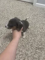 Azul the odd ball blue white and tan , a female Dachshund for sale in Baytown, TX – 2 of 5