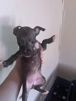 Destiny , a female Chihuahua for sale in Beaumont, TX – 4 of 4