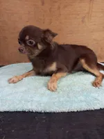 Baby One , a female Chihuahua for sale in Beaumont, TX – 3 of 5