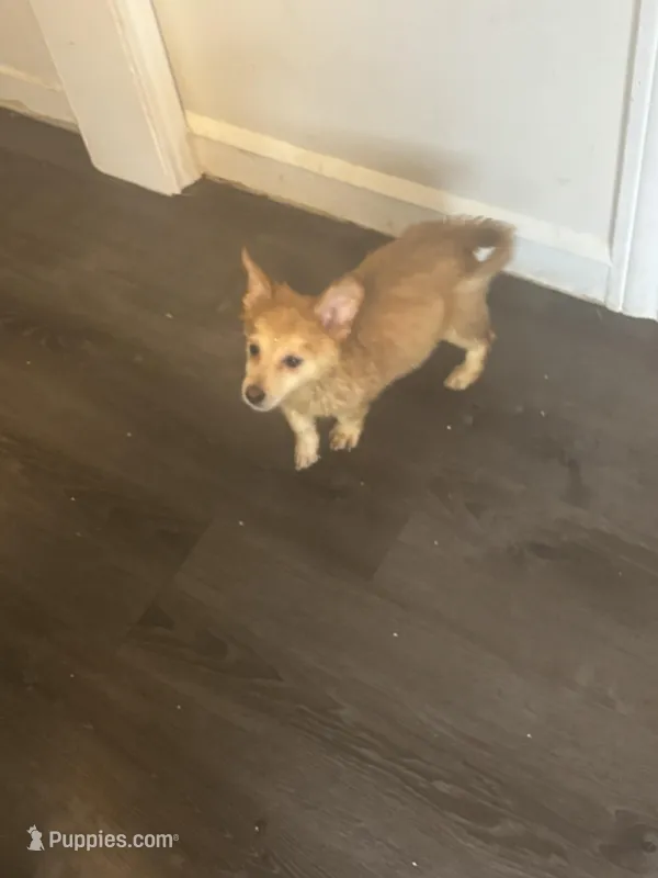 Bailey , a female Pembroke Welsh Corgi for sale in Beaumont, TX – Photo 1 of 3