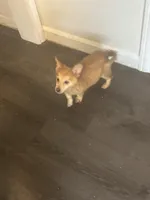 Bailey , a female Pembroke Welsh Corgi for sale in Beaumont, TX – Photo 1 of 3