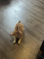 Bailey , a female Pembroke Welsh Corgi for sale in Beaumont, TX – Photo 3 of 3