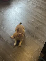 Bailey , a female Pembroke Welsh Corgi for sale in Beaumont, TX – Photo 2 of 3