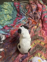 processed/a5d1f3fe-5d98-43f1-b15d-9daa309ff0ef/listing/539bec8e-3968-40c6-8d68-b17e94a195c4/0dbc3434-88ea-4e70-8323-18602f425465