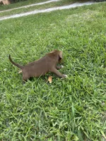 Chica , a female Labrador Retriever for sale in Beaumont, TX – Photo 3 of 3