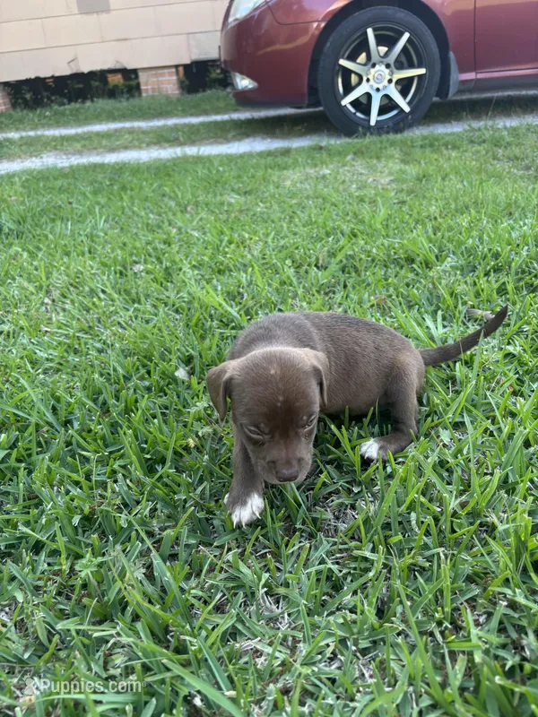 Chica , a female Labrador Retriever for sale in Beaumont, TX – Photo 1 of 3