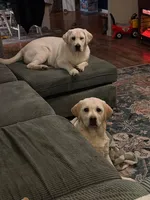 Zues , a male Labrador Retriever for sale in Beaumont, TX – Photo 2 of 2