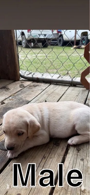 Zues  – Labrador Retriever puppy for sale in Beaumont, TX