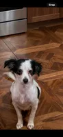 Brittany  pregant an need home moving , a female Chihuahua for sale in Baytown, TX – 2 of 2