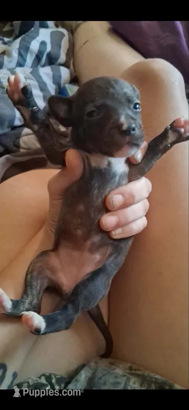 Brindle.  Baby One , a female Chihuahua for sale in Beaumont, TX – 1 of 6