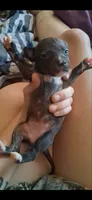 Brindle.  Baby One , a female Chihuahua for sale in Beaumont, TX – 1 of 6