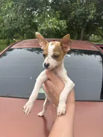 Ray, a male Chihuahua for sale in Beaumont, TX – Photo 1 of 4