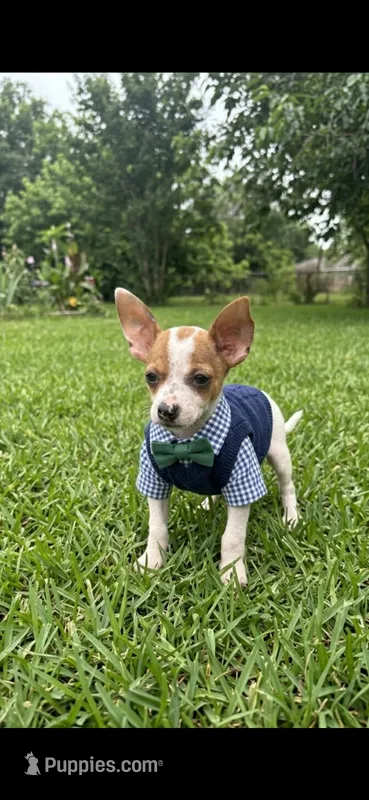Ray – Chihuahua puppy for sale in Beaumont, TX