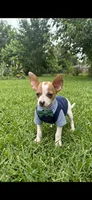 Ray, a male Chihuahua for sale in Beaumont, TX – Photo 1 of 6