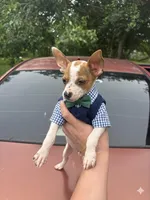 Ray, a male Chihuahua for sale in Beaumont, TX – Photo 4 of 6