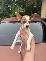 Ray, a male Chihuahua for sale in Beaumont, TX – Photo 4 of 4