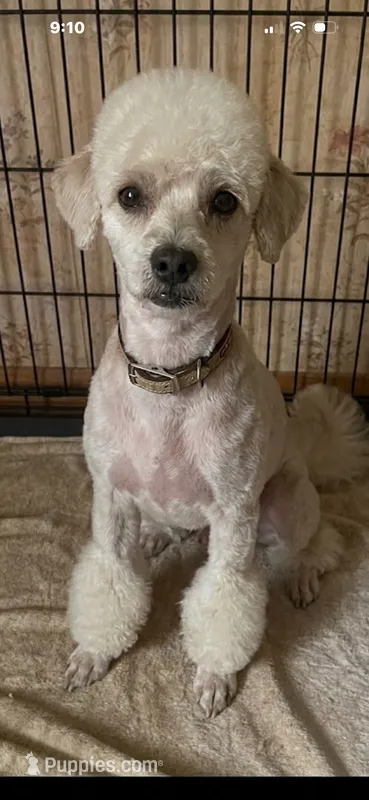 Woodstock urgent home needed  – Poodle - Toy  puppy for sale in Beaumont, TX