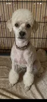Woodstock urgent home needed , a male Poodle - Toy  for sale in Beaumont, TX – 1 of 3