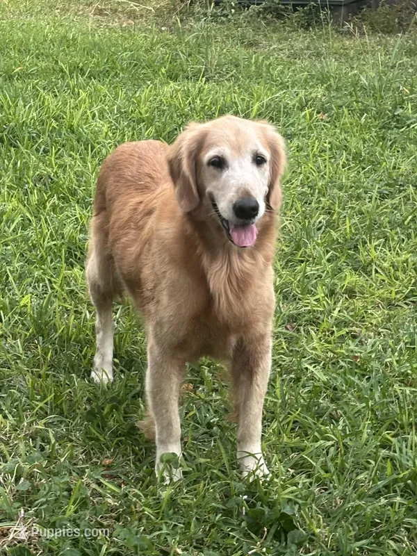Happy pregnant need home  – Golden Retriever puppy for sale in Beaumont, TX