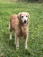 Happy pregnant need home , a female Golden Retriever for sale in Beaumont, TX – Photo 1 of 2