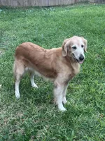 Happy pregnant need home , a female Golden Retriever for sale in Beaumont, TX – Photo 2 of 2