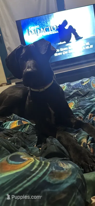 Iceland need home asap  – Great Dane puppy for sale in Beaumont, TX