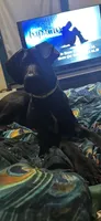 Iceland need home asap , a female Great Dane for sale in Beaumont, TX – 1 of 2