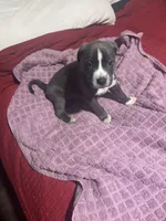 Candie, a female American Bully for sale in Beaumont, TX – Photo 1 of 5