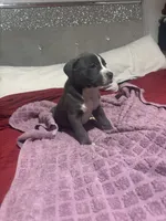 Candie, a female American Bully for sale in Beaumont, TX – Photo 2 of 5