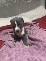 Candie, a female American Bully for sale in Beaumont, TX – Photo 3 of 5