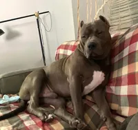 Candie, a female American Bully for sale in Beaumont, TX – Photo 4 of 5