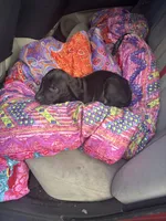 Icestorn, a female Great Dane for sale in Beaumont, TX – Photo 1 of 5