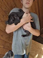 Icestorn, a female Great Dane for sale in Beaumont, TX – Photo 2 of 5