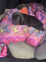 Icestorn, a female Great Dane for sale in Beaumont, TX – Photo 5 of 5