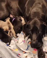 Icestorn, a female Great Dane for sale in Beaumont, TX – Photo 3 of 5