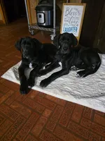 Iceland reduced need home, a female Great Dane for sale in Beaumont, TX – 2 of 4