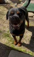 Damon , a male Rottweiler for sale in Beaumont, TX – Photo 3 of 10