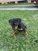 Damon , a male Rottweiler for sale in Beaumont, TX – Photo 7 of 10