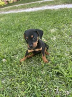 Damon , a male Rottweiler for sale in Beaumont, TX – Photo 8 of 10