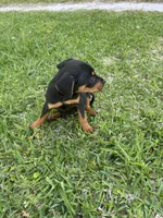 Damon , a male Rottweiler for sale in Beaumont, TX – Photo 9 of 10