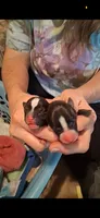 Baby 3, a female Chihuahua for sale in Beaumont, TX – 2 of 6