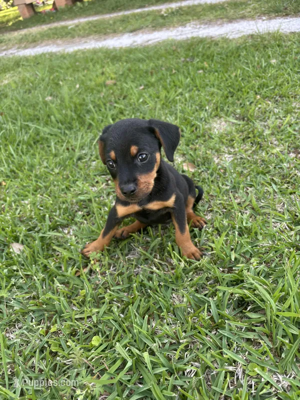 Katie  – Rottweiler puppy for sale in Beaumont, TX