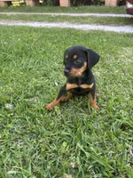 Katie , a female Rottweiler for sale in Beaumont, TX – Photo 2 of 7