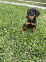 Katie , a female Rottweiler for sale in Beaumont, TX – Photo 3 of 7