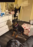 Katie , a female Rottweiler for sale in Beaumont, TX – Photo 4 of 7